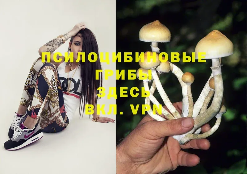 kraken маркетплейс  Касимов  Псилоцибиновые грибы Magic Shrooms 